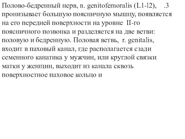 3. Полово-бедренный нерв, n. genitofemoralis (L1-l2), пронизывает большую поясничную мышцу, появляется на