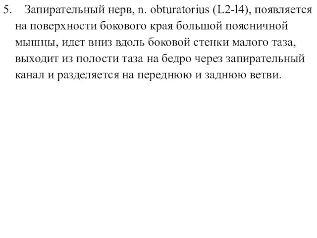 5. Запирательный нерв, n. obturatorius (L2-l4), появляется на поверхности бокового края большой