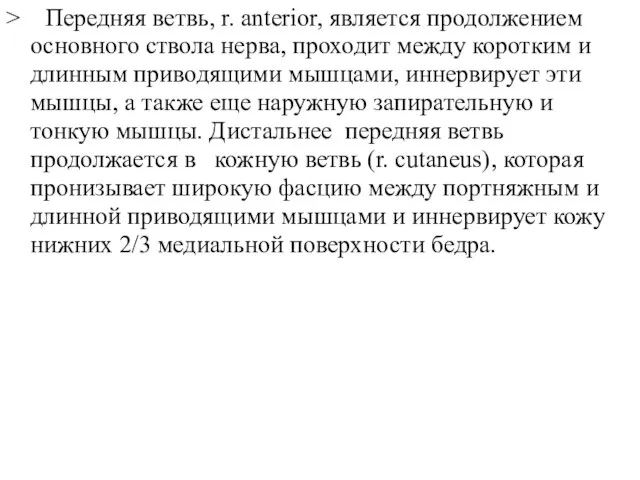 > Передняя ветвь, r. anterior, является продолжением основного ствола нерва, проходит между