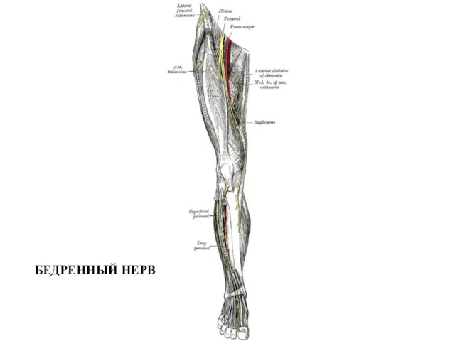 БЕДРЕННЫЙ НЕРВ