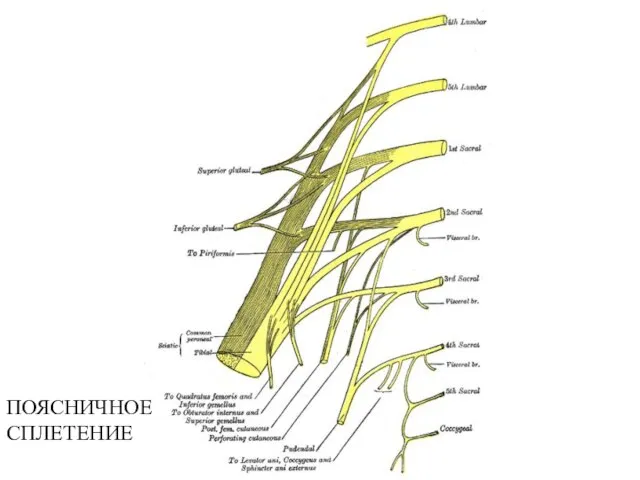 ПОЯСНИЧНОЕ СПЛЕТЕНИЕ