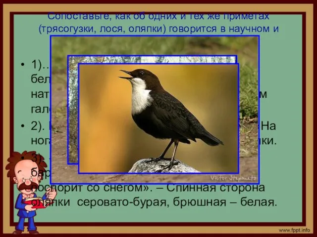 Сопоставьте, как об одних и тех же приметах (трясогузки, лося, оляпки) говорится