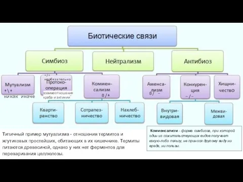 Типичный пример мутуализма - отношения термитов и жгутиковых простейших, обитающих в их