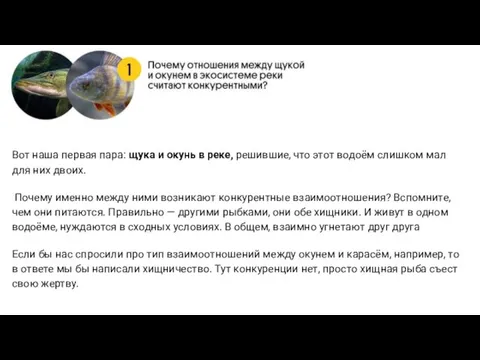 Вот наша первая пара: щука и окунь в реке, решившие, что этот