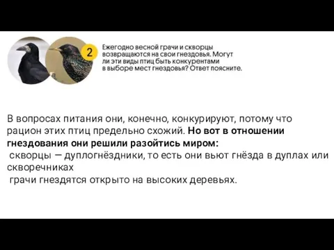 В вопросах питания они, конечно, конкурируют, потому что рацион этих птиц предельно