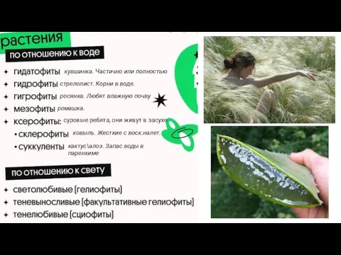 кувшинка. Частично или полностью стрелолист. Корни в воде. росянка. Любят влажную почву