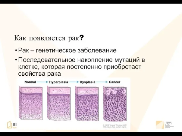 Как появляется рак? Рак – генетическое заболевание Последовательное накопление мутаций в клетке,