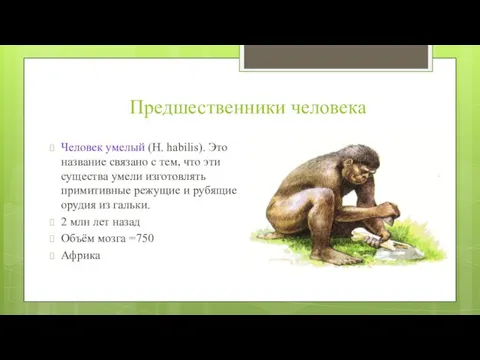 Предшественники человека Человек умелый (Н. habilis). Это название связано с тем, что