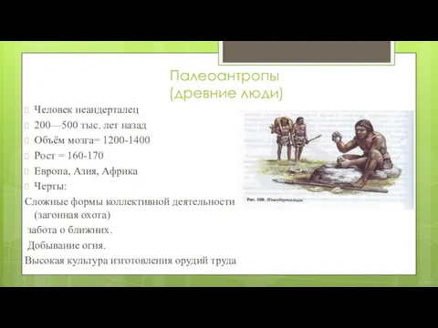 Палеоантропы (древние люди) Человек неандерталец 200—500 тыс. лет назад Объём мозга= 1200-1400