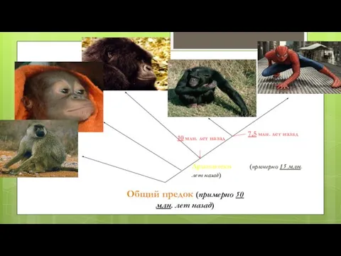 Общий предок (примерно 50 млн. лет назад) Дриопитеки (примерно 15 млн. лет