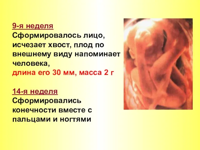 9-я неделя Сформировалось лицо, исчезает хвост, плод по внешнему виду напоминает человека,