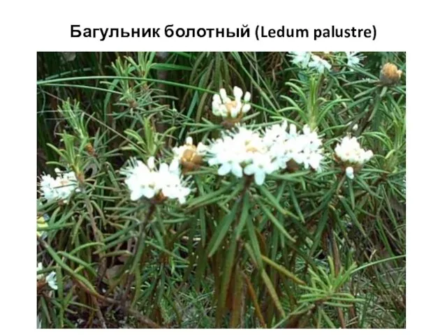 Багульник болотный (Ledum palustre)