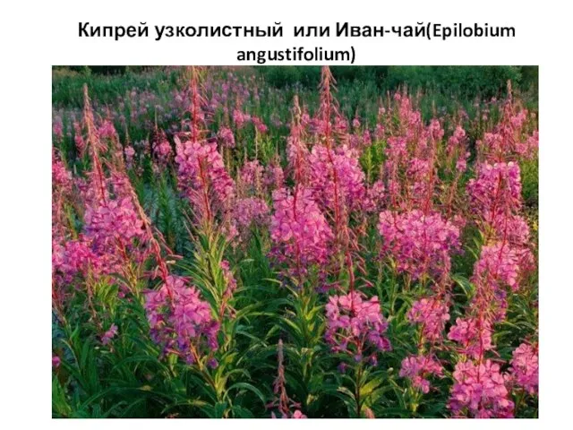 Кипрей узколистный или Иван-чай(Epilobium angustifolium)