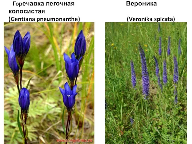 Горечавка легочная Вероника колосистая (Gentiana pneumonanthe) (Veronika spicata)