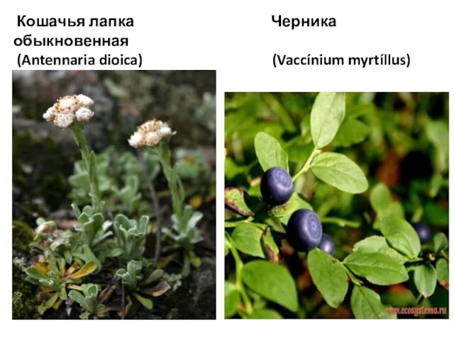 Кошачья лапка Черника обыкновенная (Antennaria dioica) (Vaccínium myrtíllus)