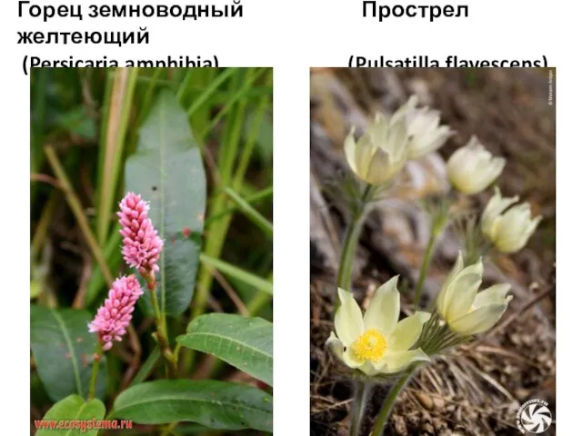 Горец земноводный Прострел желтеющий (Persicaria amphibia) (Pulsatilla flavescens)