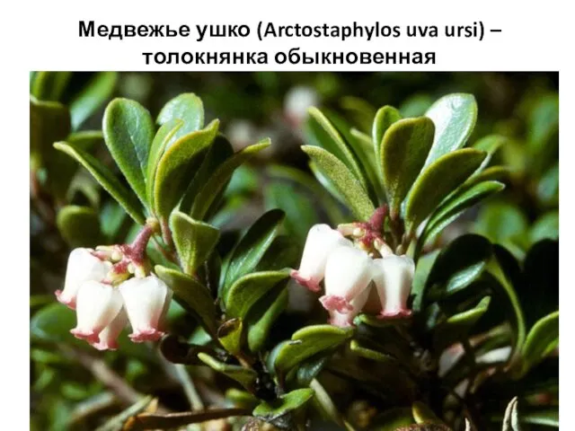 Медвежье ушко (Arctostaphylos uva ursi) – толокнянка обыкновенная