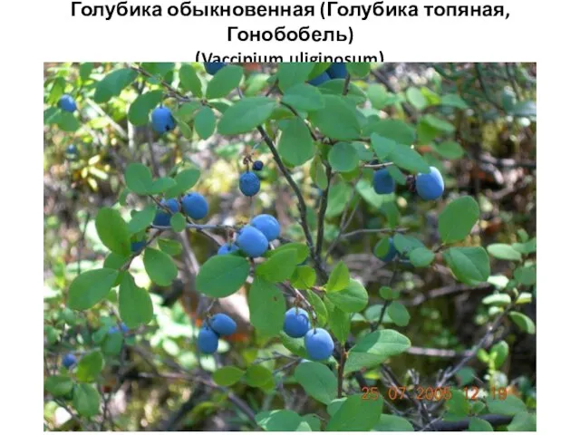 Голубика обыкновенная (Голубика топяная, Гонобобель) (Vaccinium uliginosum)