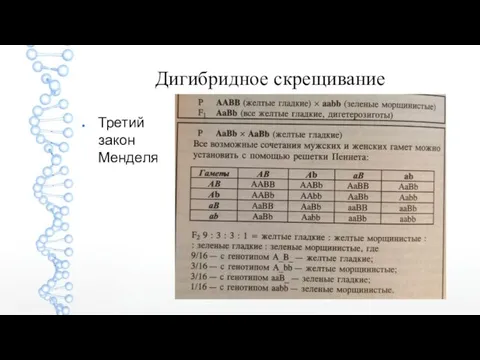 Дигибридное скрещивание Третий закон Менделя