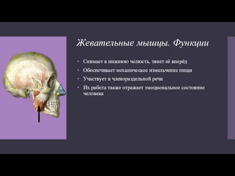 Жевательные мышцы. Функции Снимает в нижнюю челюсть, тянет её вперёд Обеспечивает механическое