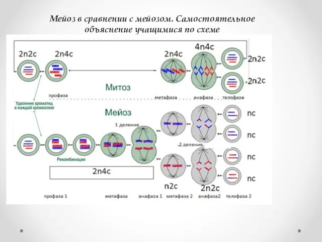 Мейоз в сравнении с мейозом. Самостоятельное объяснение учащимися по схеме