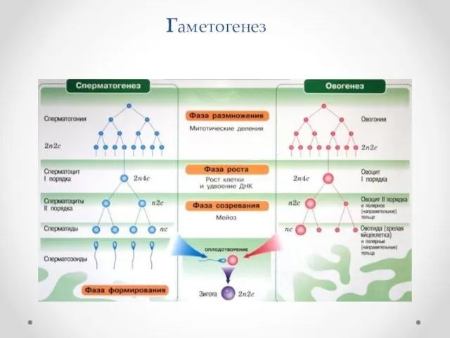 гаметогенез