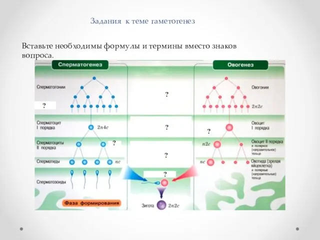 Задания к теме гаметогенез Вставьте необходимы формулы и термины вместо знаков вопроса.