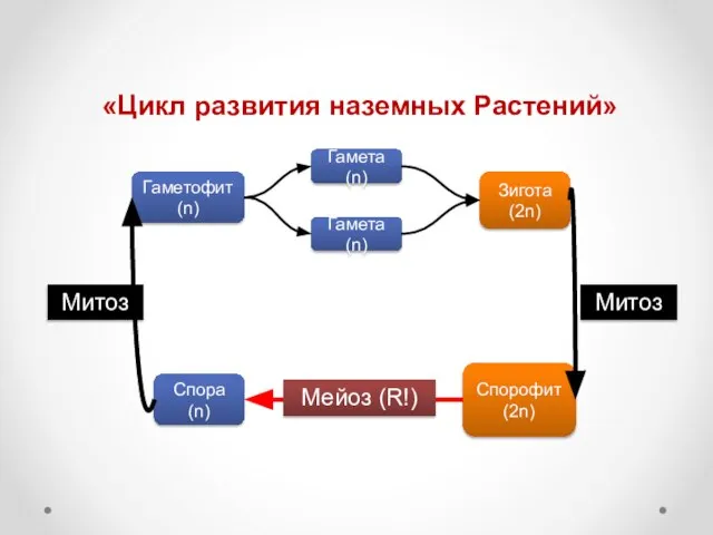 «Цикл развития наземных Растений» Спора (n) Гаметофит (n) Зигота (2n) Гамета (n)