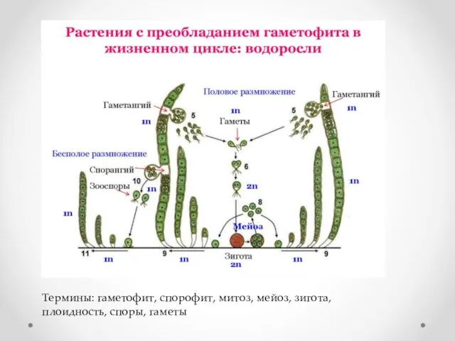 Термины: гаметофит, спорофит, митоз, мейоз, зигота, плоидность, споры, гаметы