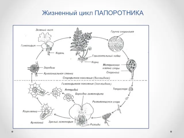 Жизненный цикл ПАПОРОТНИКА