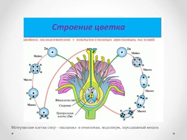 Материнские клетки спор – пыльника и семяпочки, эндосперм, зародышевый мешок