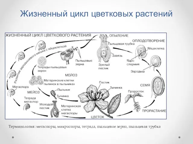 Жизненный цикл цветковых растений Терминология: мегаспоры, микроспоры, тетрада, пыльцевое зерно, пыльцевая трубка