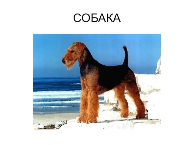 СОБАКА