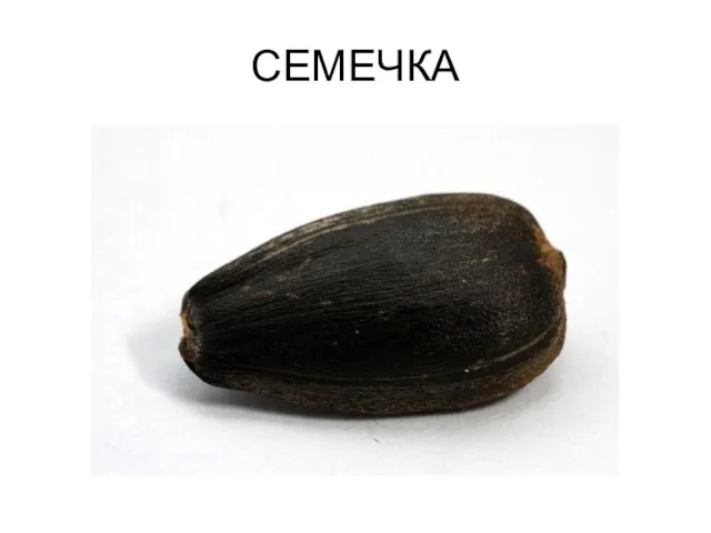 СЕМЕЧКА