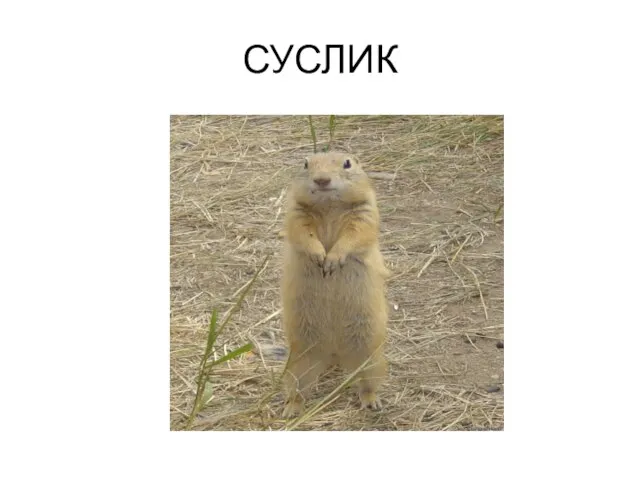 СУСЛИК