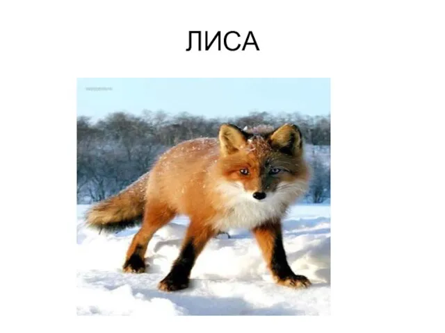 ЛИСА