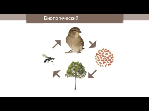 Биологический круговорот