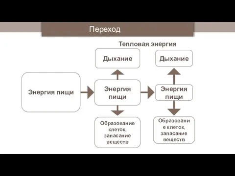 Энергия пищи Энергия пищи Дыхание Энергия пищи Дыхание Образование клеток, запасание веществ