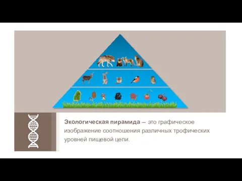 Экологическая пирамида — это графическое изображение соотношения различных трофических уровней пищевой цепи.