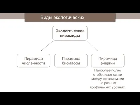 Экологические пирамиды Виды экологических пирамид Пирамида численности Пирамида биомассы Пирамида энергии Наиболее