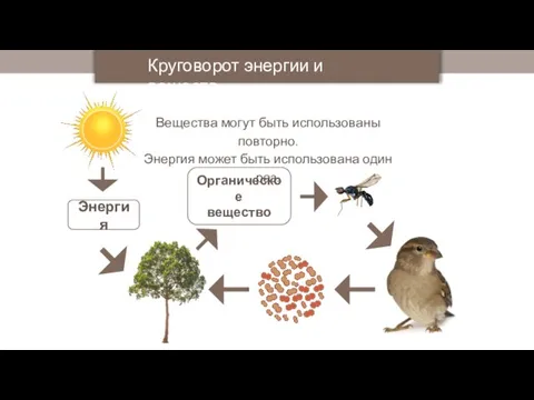 Энергия Органическое вещество Вещества могут быть использованы повторно. Энергия может быть использована