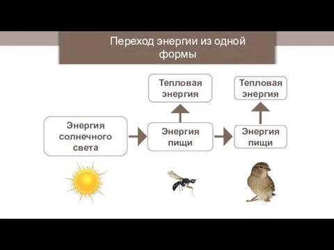 Энергия солнечного света Энергия пищи Тепловая энергия Переход энергии из одной формы