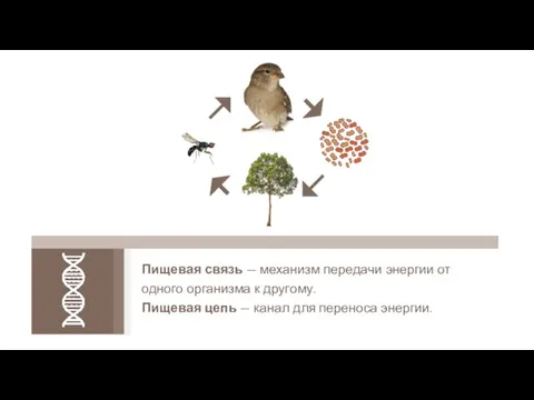 Пищевая связь — механизм передачи энергии от одного организма к другому. Пищевая