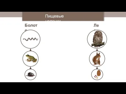 Пищевые цепочки Болото Лес