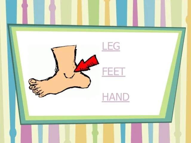 LEG FEET HAND