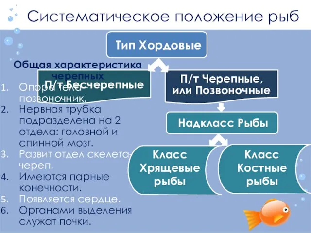 Систематическое положение рыб Тип Хордовые П/т Бесчерепные П/т Черепные, или Позвоночные Надкласс