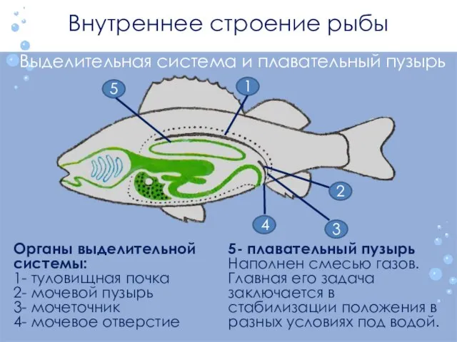 Внутреннее строение рыбы Выделительная система и плавательный пузырь 2 3 4 1