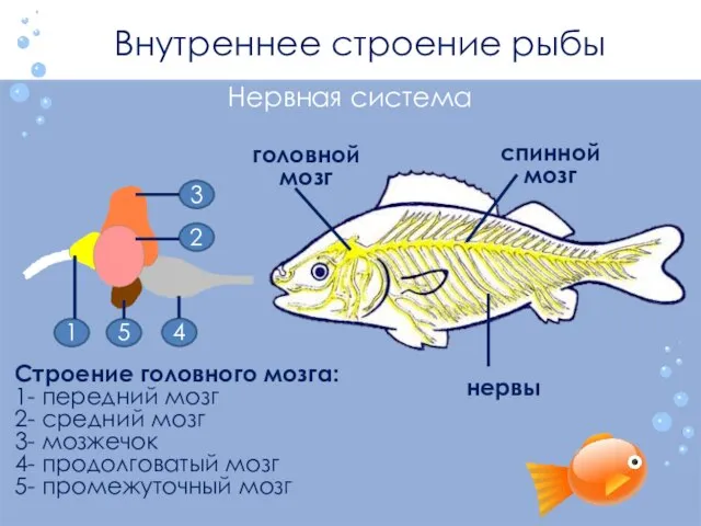 Нервная система Внутреннее строение рыбы головной мозг спинной мозг 1 2 3