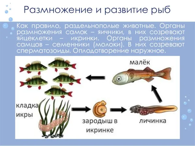 Размножение и развитие рыб Как правило, раздельнополые животные. Органы размножения самок –