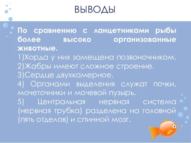 ВЫВОДЫ По сравнению с ланцетниками рыбы более высоко организованные животные. 1)Хорда у